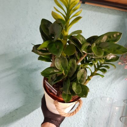 Zamioculcas zamiifolia Zenzi