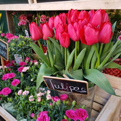 Pomo de tulipanes holandesas de color rosa - Imagen 2