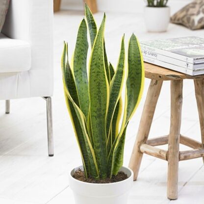 Sansevieria Trifasciata Laurentii - Lengua de la suegra