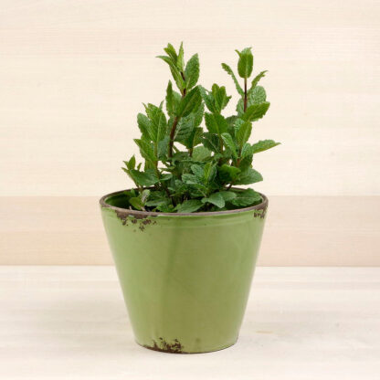 Menta, la aromática de las infusiones