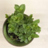 Menta, la aromática de las infusiones - Imagen 3