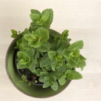 Menta, la aromática de las infusiones - Imagen 3