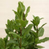 Menta, la aromática de las infusiones - Imagen 2