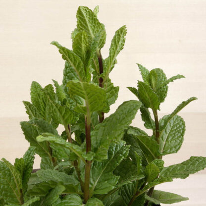 Menta, la aromática de las infusiones - Imagen 2