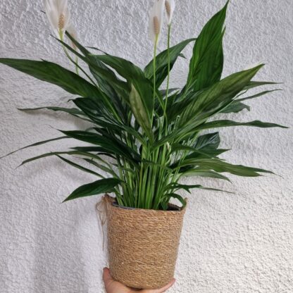 Spathiphyllum 'Silver cupido'