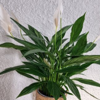 Spathiphyllum