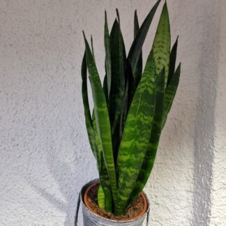 Sansevieria