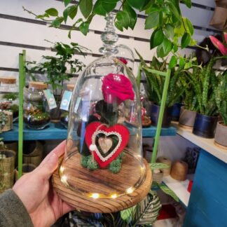 Cupula led Rosa eterna San Valentin.
