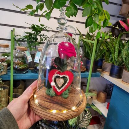 Cupula led Rosa eterna San Valentin.