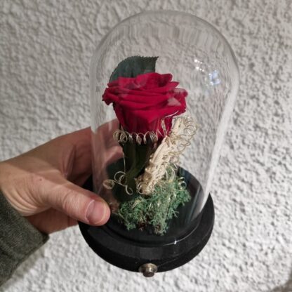 Cupula led Rosa eterna San Valentin.