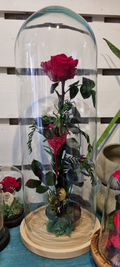 Cupula grande vidrio artesanal con rosa roja y eterna