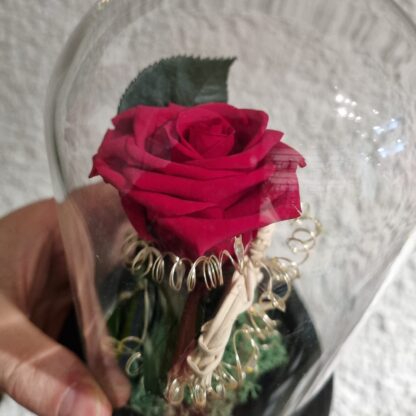 Cupula led Rosa eterna San Valentin.