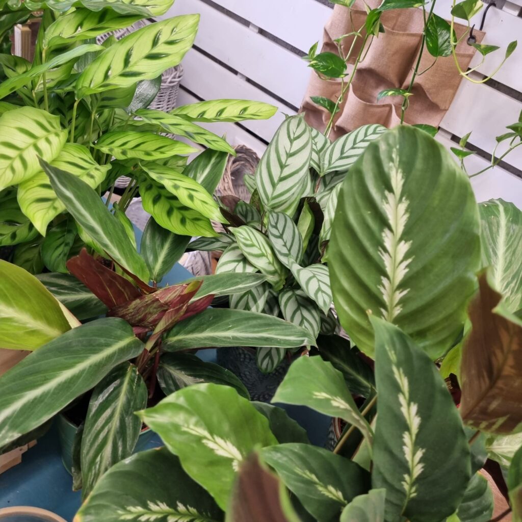 Calathea, Planta interior, Purificar aire