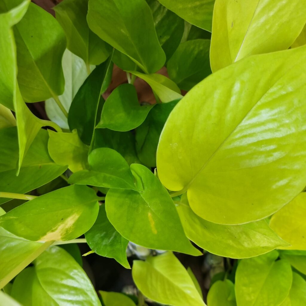 Pothos, Epipremnum, Planta interior, Purificar aire
