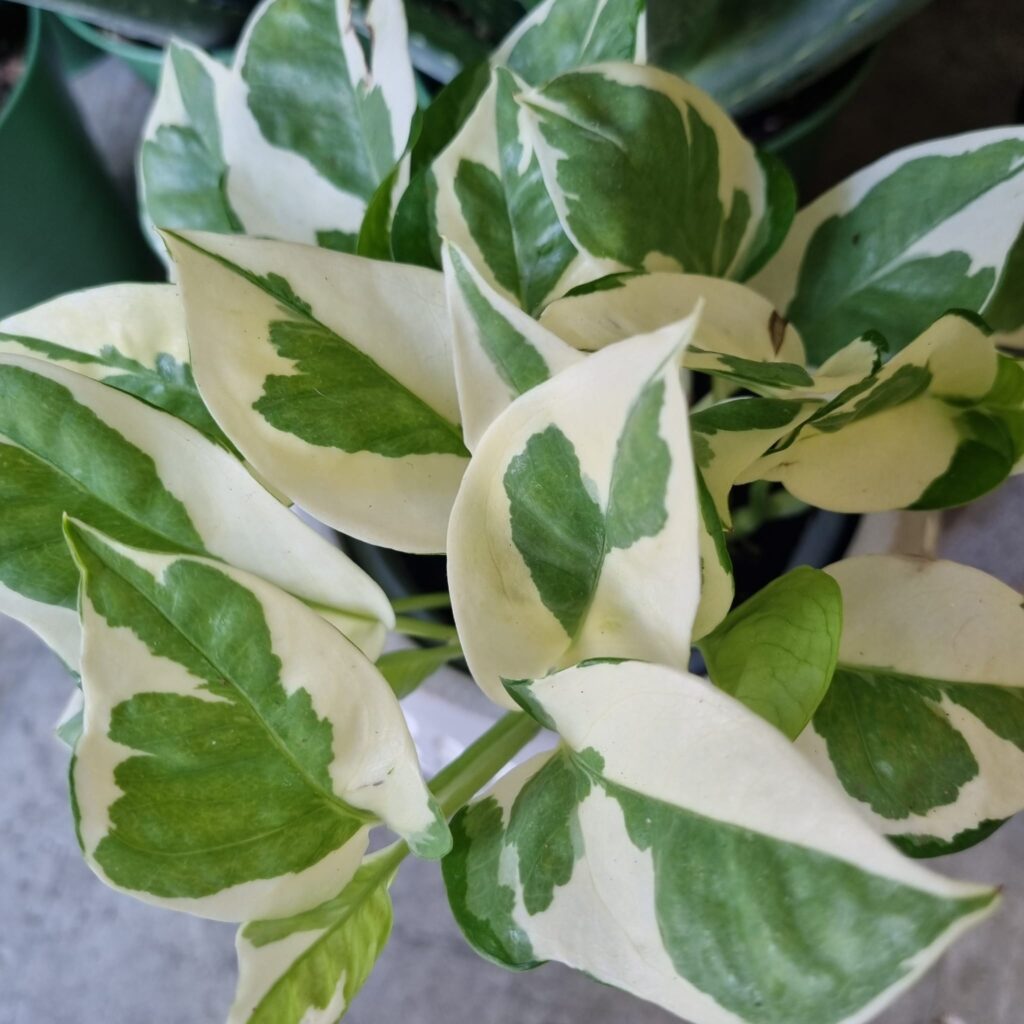 Pothos, Epipremnum, Planta interior, Purificar aire