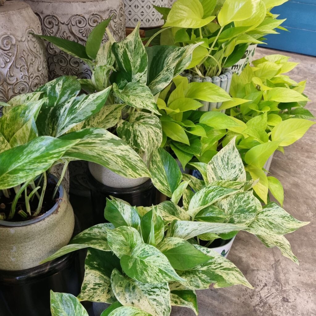 Pothos, Epipremnum, Planta interior, Purificar aire