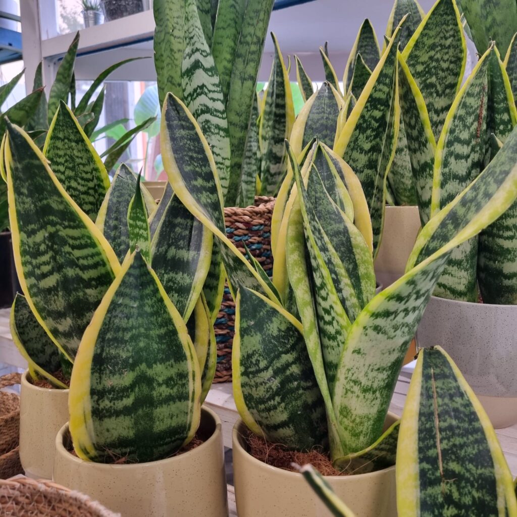 Sansevieria, lllengua de la sogra, Lengua de la suegra, Planta interior, Purificar aire