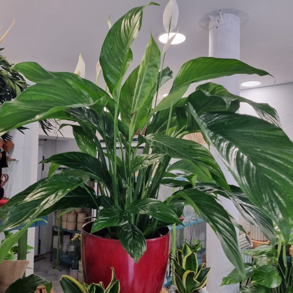 Spatiphyllum, Espatifilo, Planta interior, Purificar aire