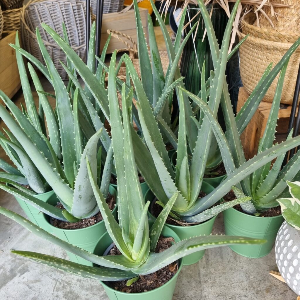 Aloe Vera, Planta interior, Purificar aire