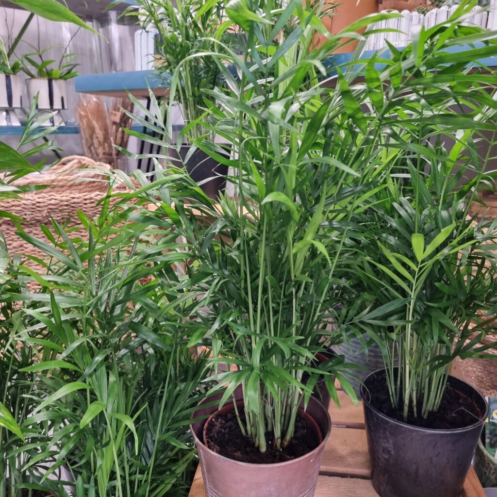 Chamaedorea elegans, Chamaedorea, Planta interior, Purificar aire