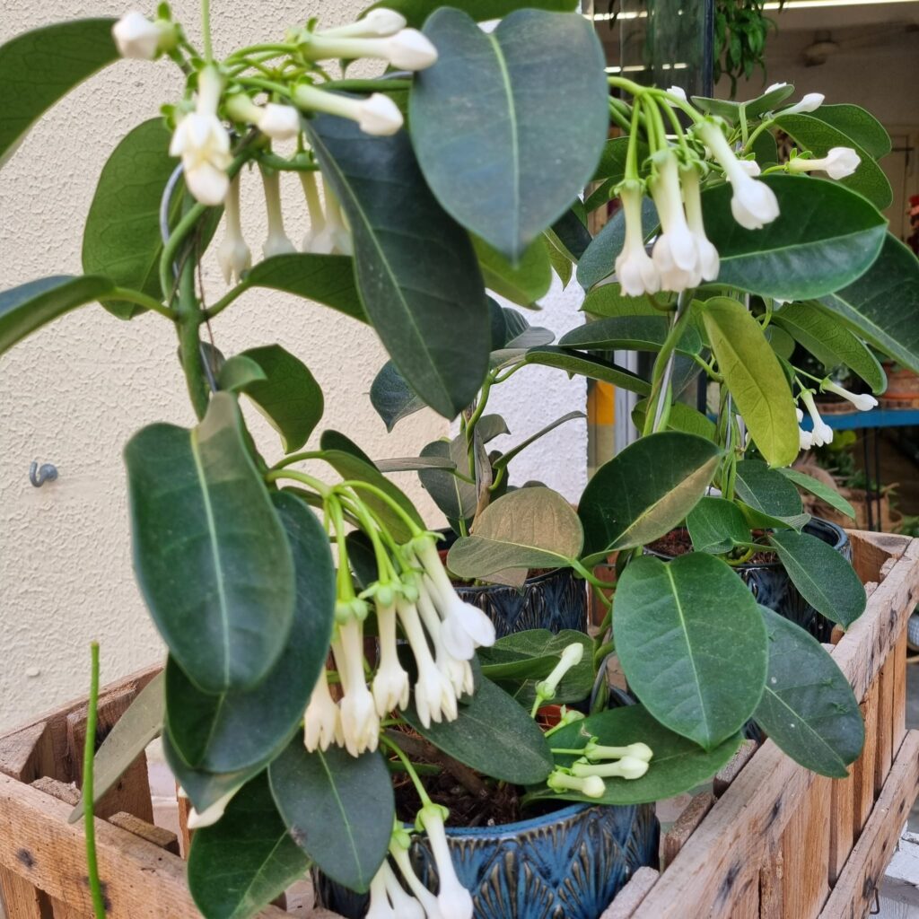 Stephanotis, Gessami de Madacasgar, Jasmin de madacargar, Planta interior, Purificar aire