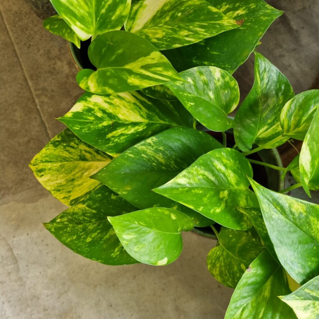 Pothos, Epipremnum, Planta interior, Purificar aire