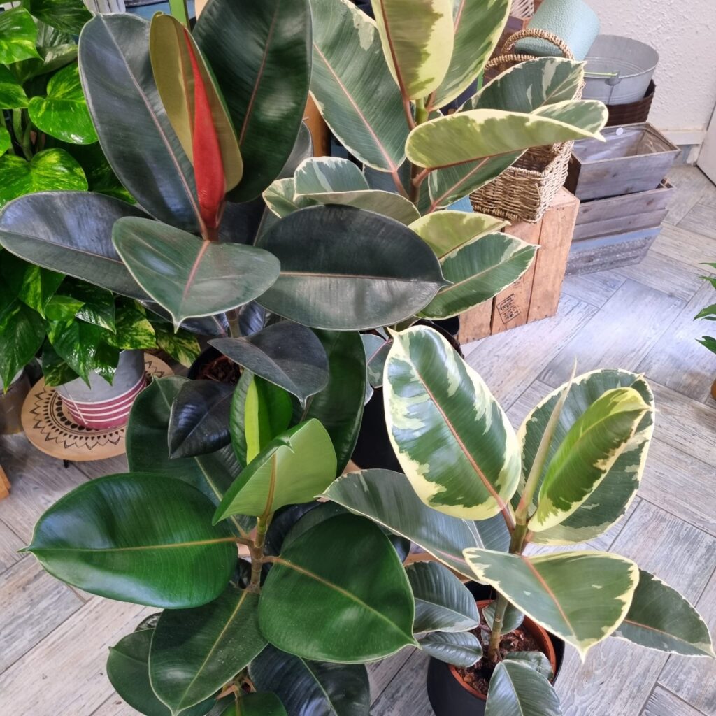 Ficus, Ficus elastica, Planta interior, Purificar aire