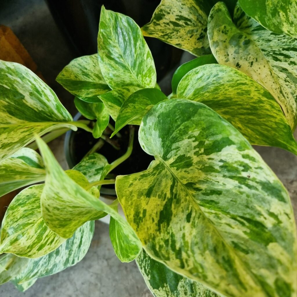 Pothos, Epipremnum, Planta interior, Purificar aire
