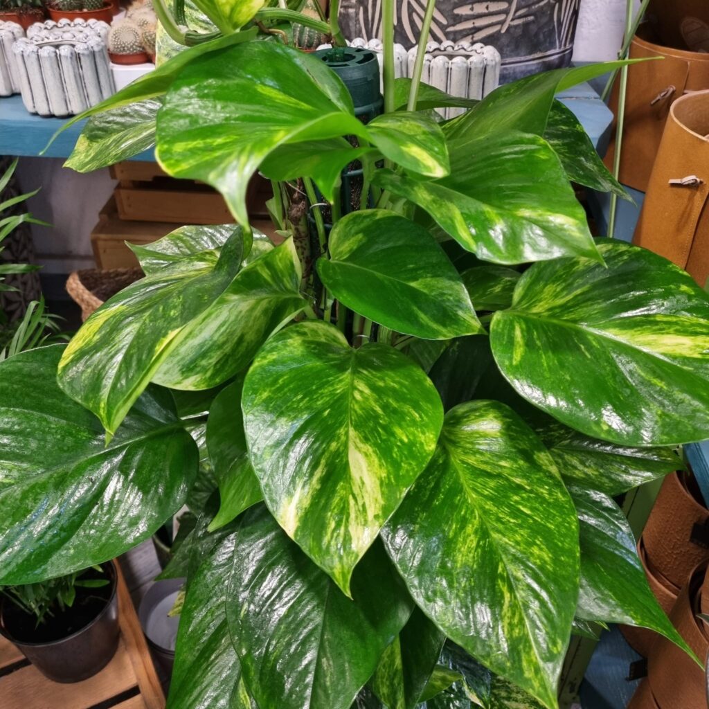 Pothos, Planta interior, Purificar aire