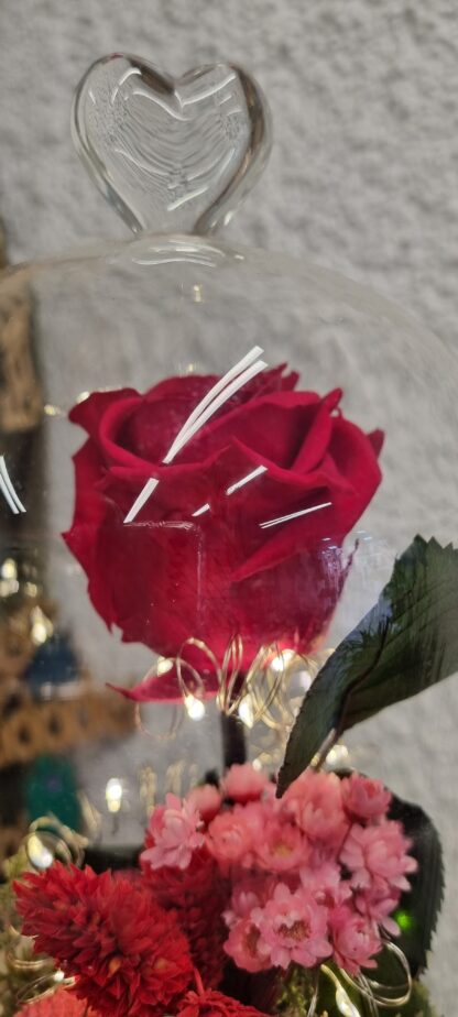Cupula rosa eterna San Valentin en la Floristeria Artesaniaflorae Vila-seca, Tarragona