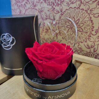 Flower cube Italy, Rosa eterna, Rosa preservada, Rosas con aroma, Roses de Sant Valentí, Rosas de San Valentín, Vila-seca, Floristeria Vila-seca, Floristería Vila-seca