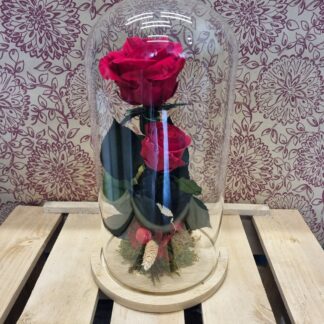 Cupula gran amb 2 roses preservades vermelles "Eternity Love"